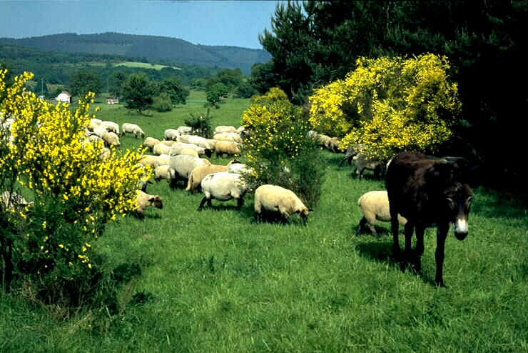 wpe48.jpg (61947 Byte)